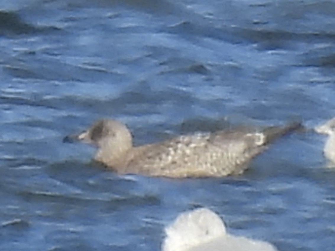 American Herring Gull - ML642234699