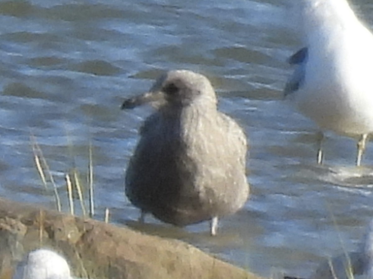 American Herring Gull - ML642234700