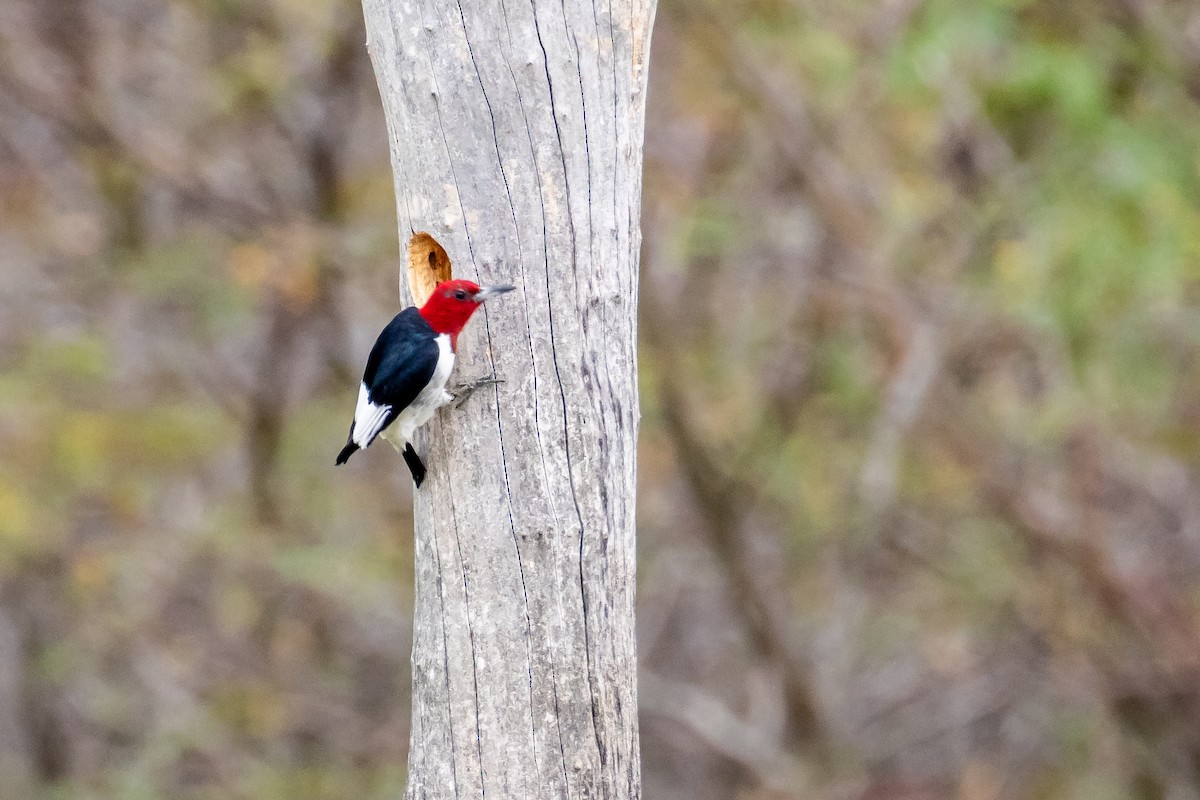 Red-headed Woodpecker - ML642234702