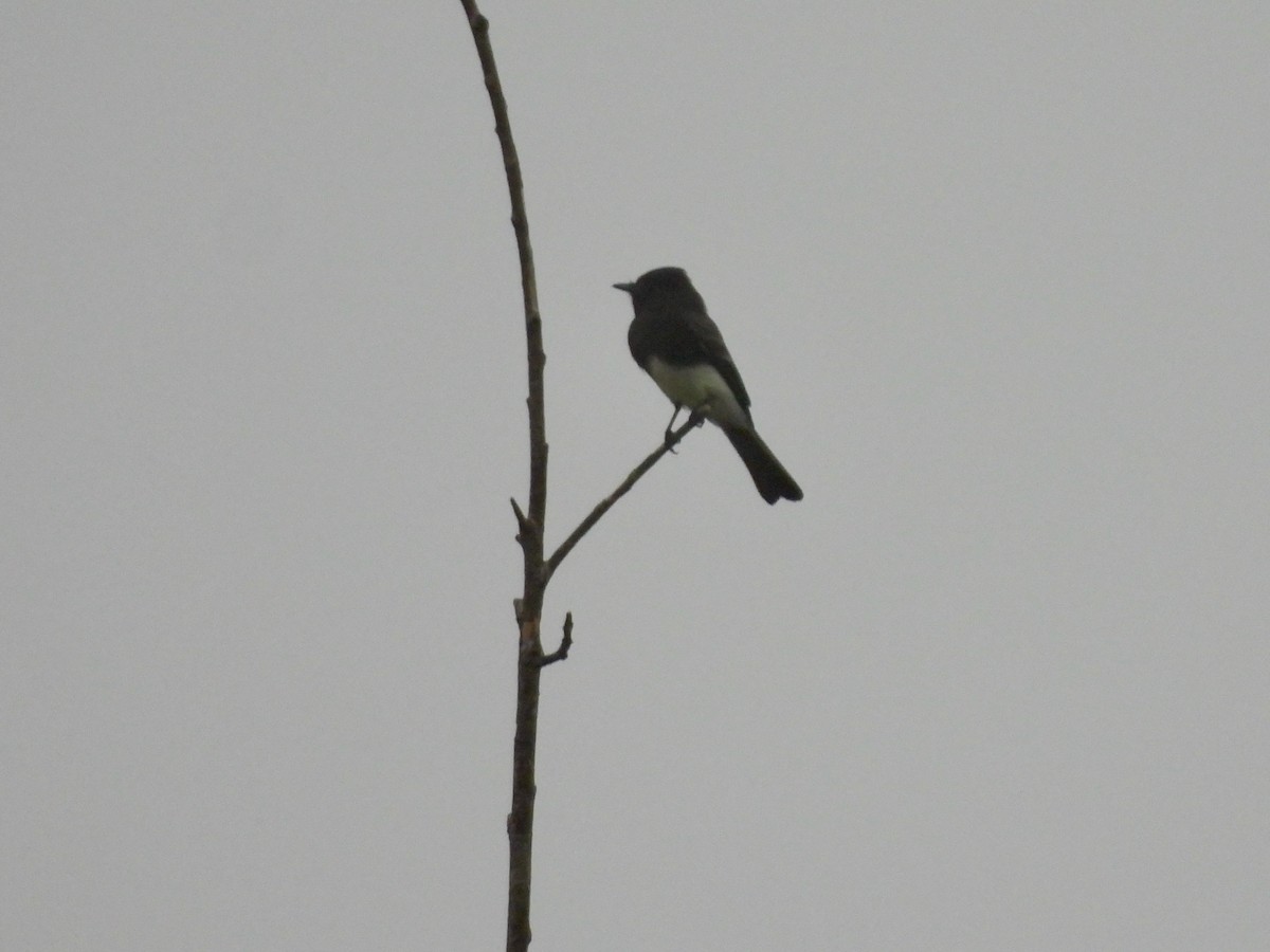 Black Phoebe - ML642234706