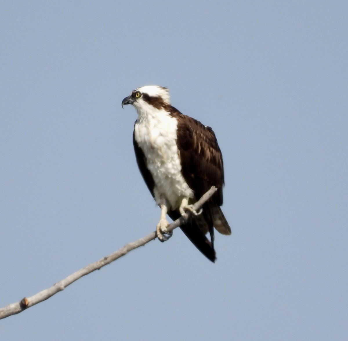 Osprey - ML642234708