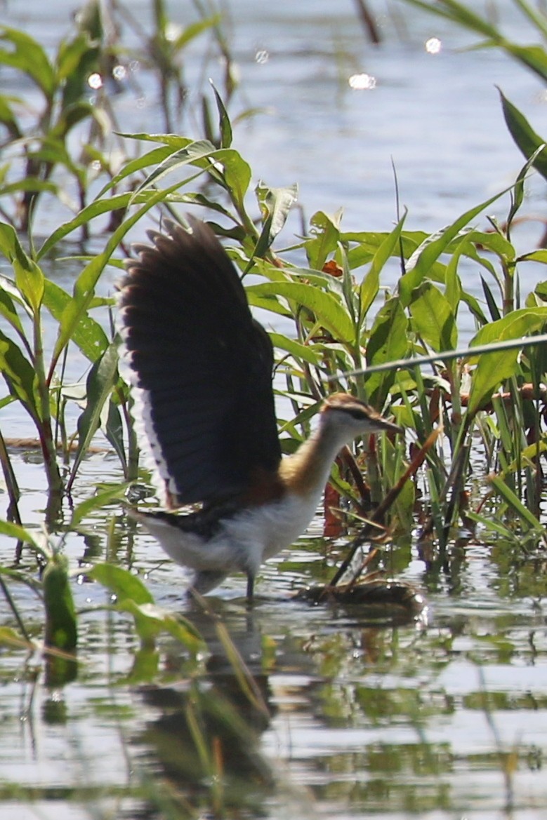 Lesser Jacana - ML642234710
