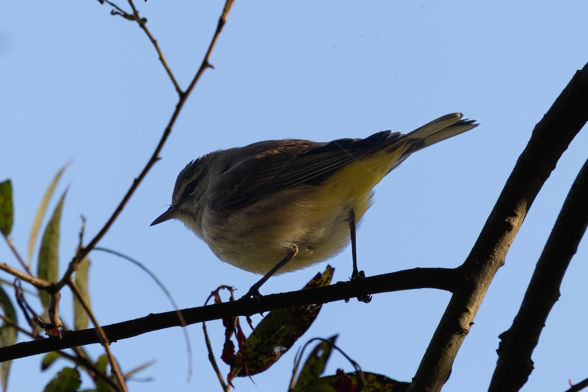 Palm Warbler (Western) - ML642234711
