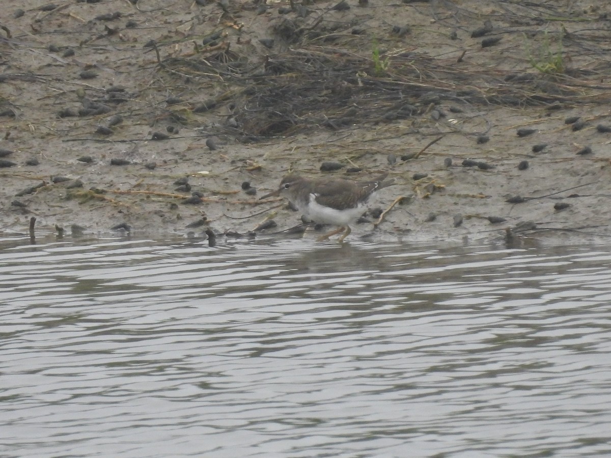 Spotted Sandpiper - ML642234712