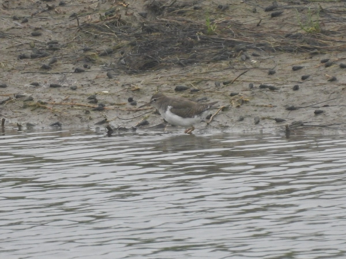 Spotted Sandpiper - ML642234713