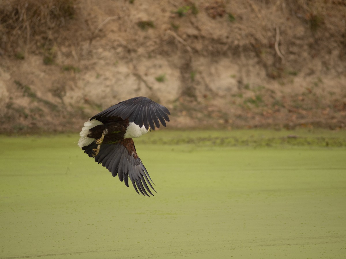 Schreiseeadler - ML642234754
