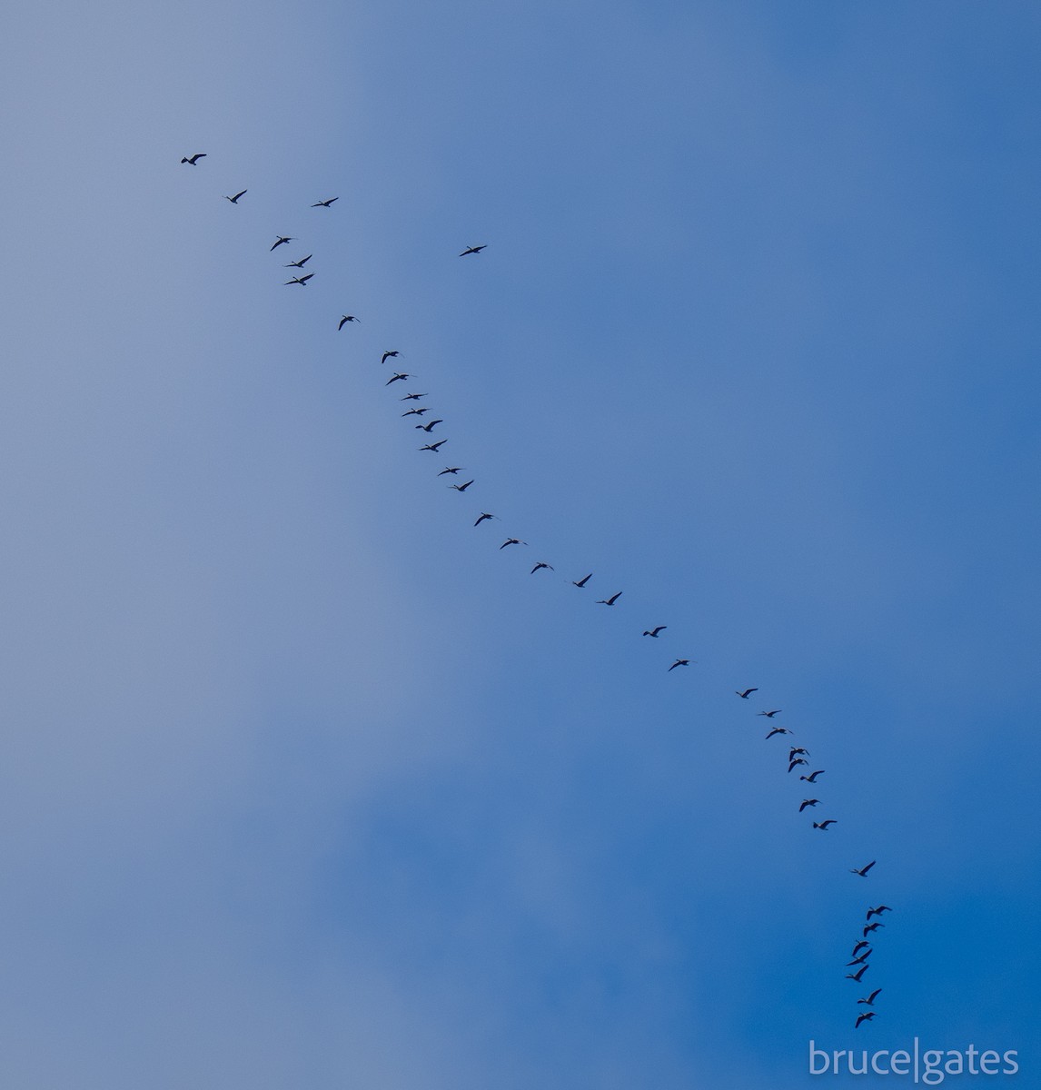 Canada Goose - ML642234766