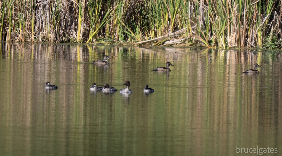 Ring-necked Duck - ML642234773