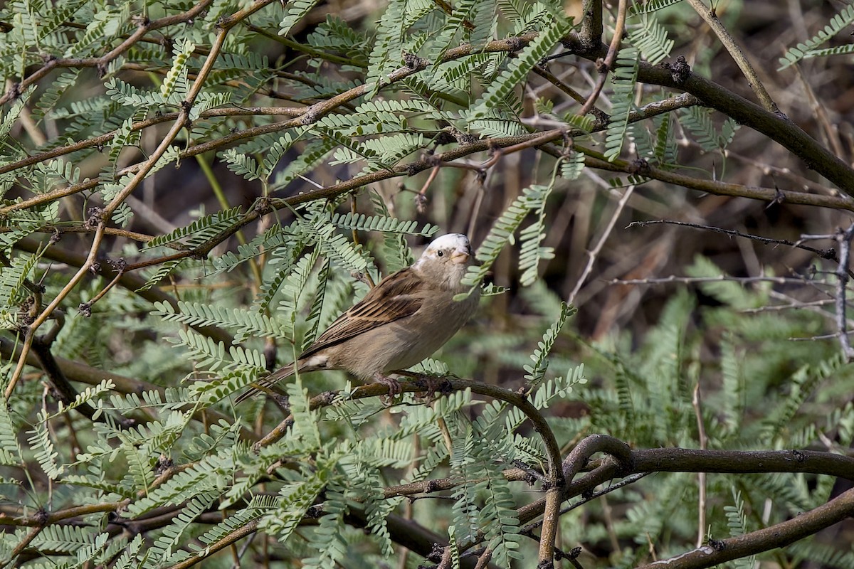 Домовый воробей - ML642234777