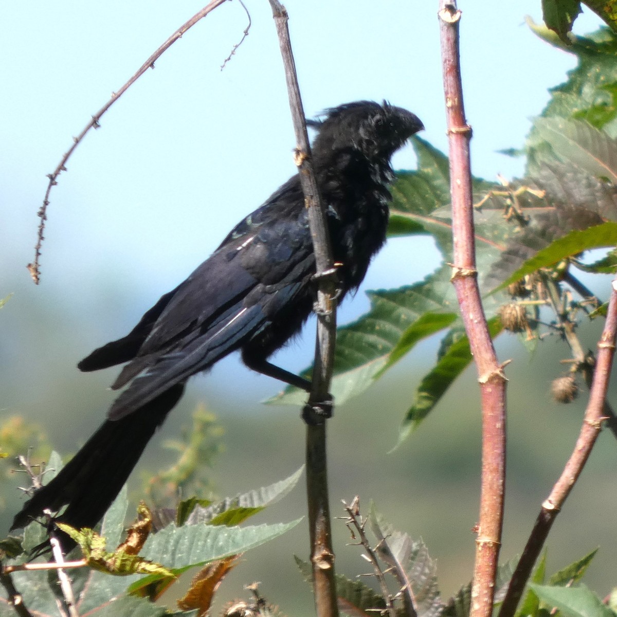 Groove-billed Ani - ML642234787
