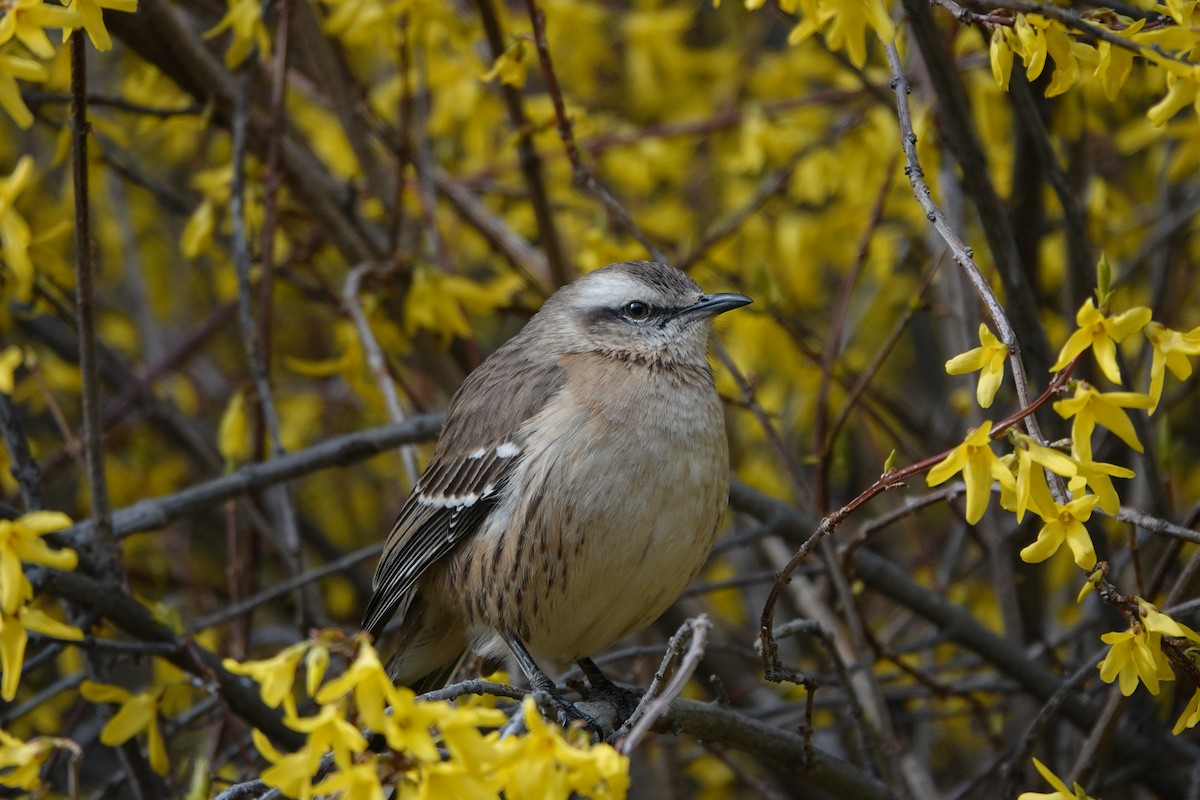 Chilean Mockingbird - ML642234788