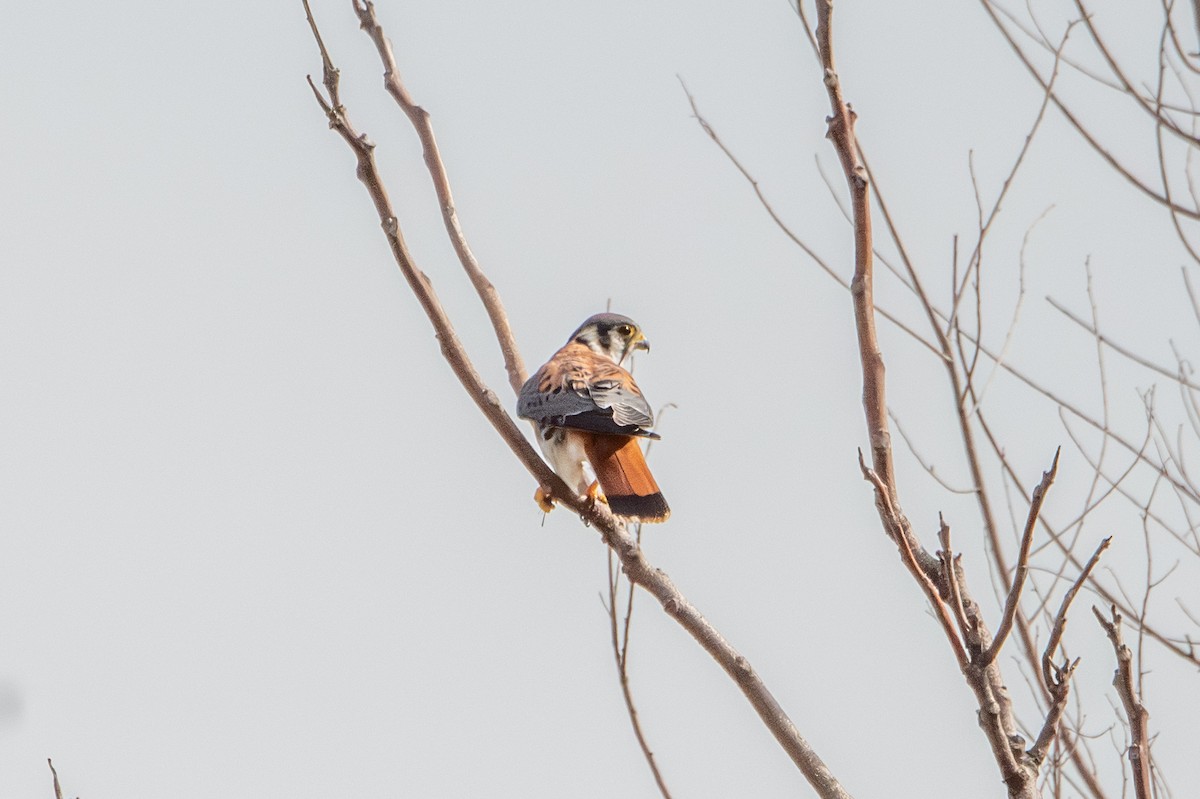 American Kestrel - ML642234789