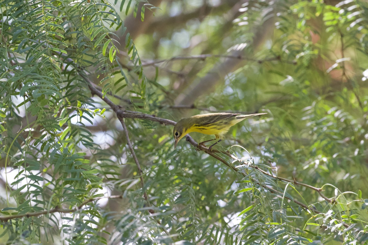 Prairie Warbler - ML642234791