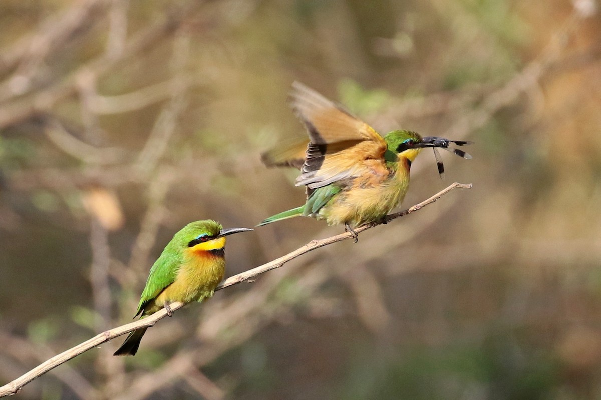 Little Bee-eater - ML642234797