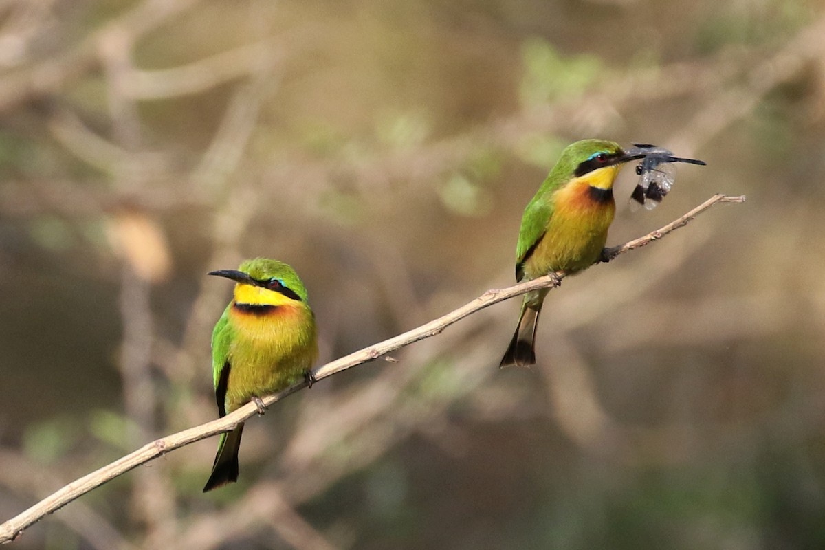 Little Bee-eater - ML642234798