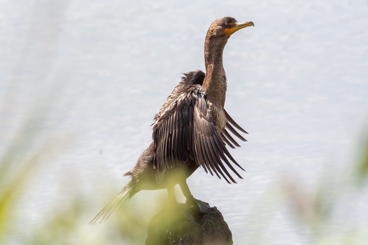 Double-crested Cormorant - ML642234803