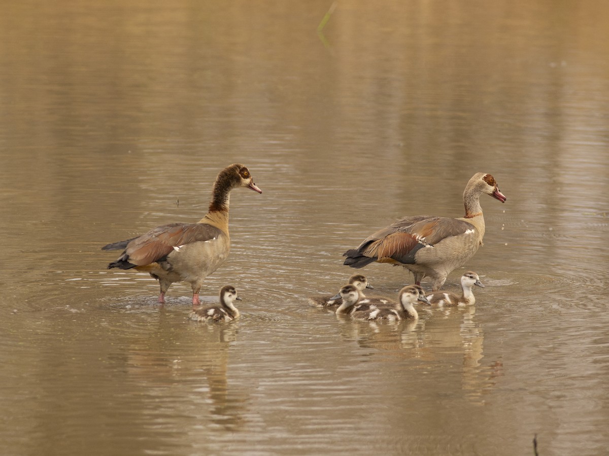 Nilgans - ML642234804