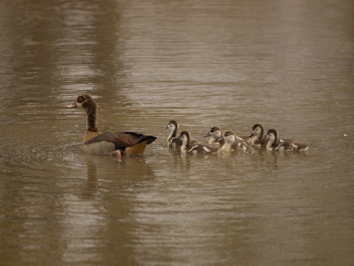 Nilgans - ML642234805