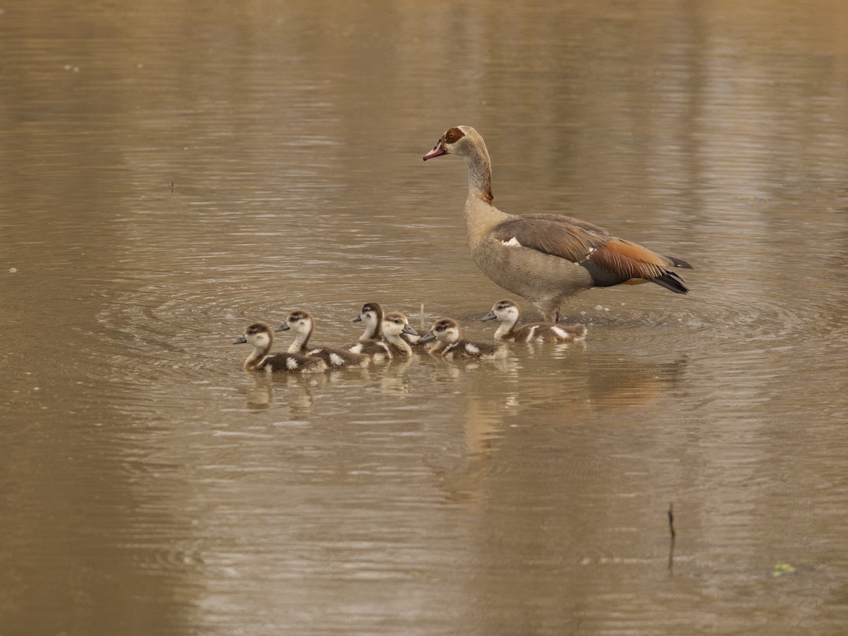 Nilgans - ML642234806