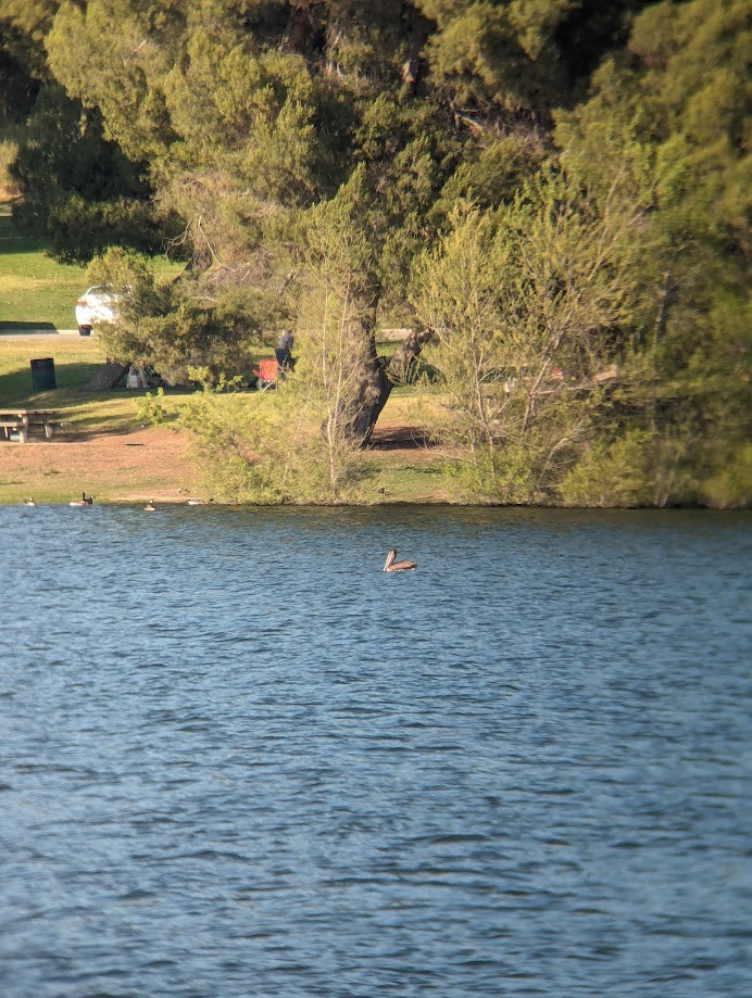 Brown Pelican - ML642234815