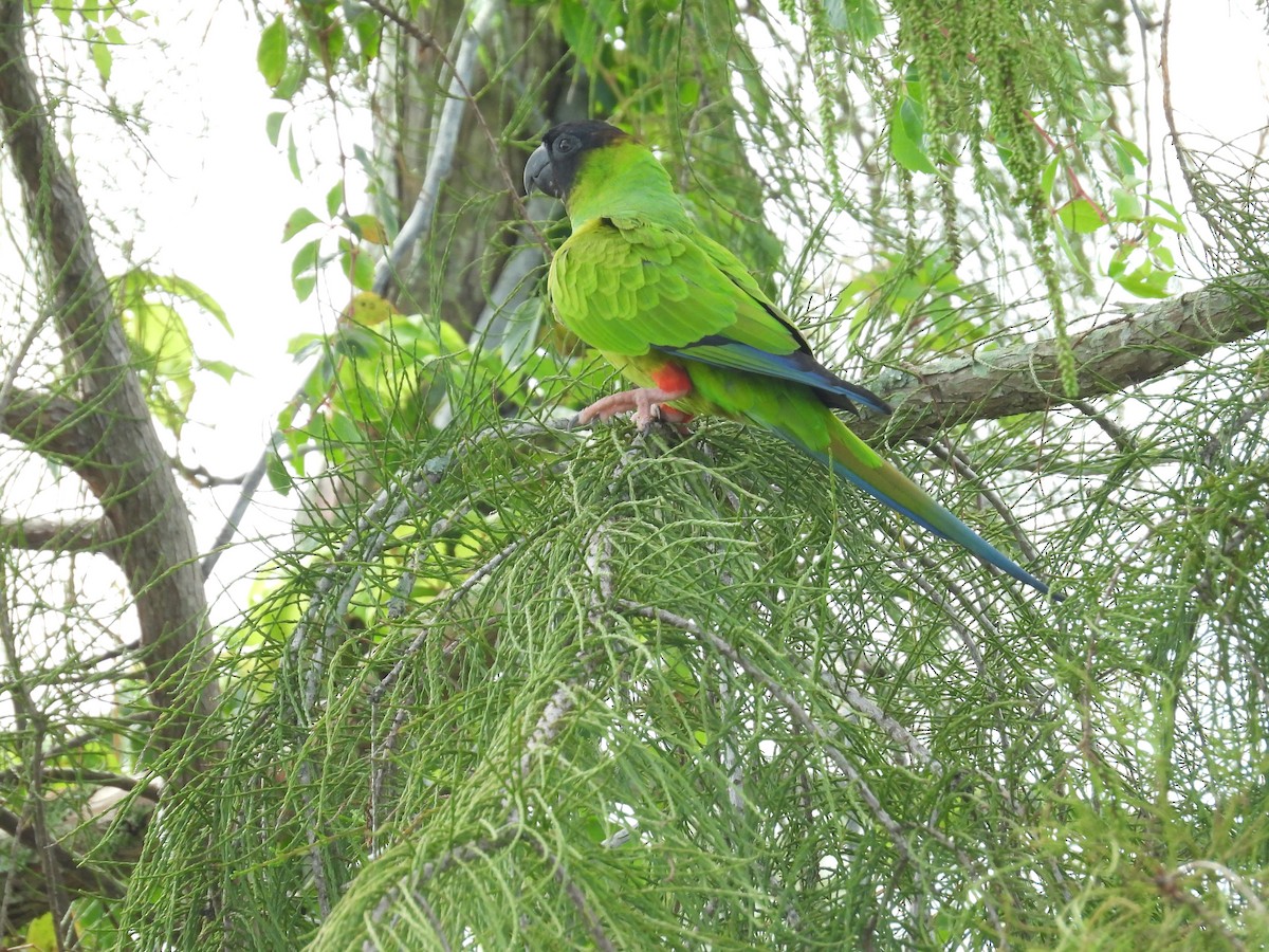 クロガミインコ - ML642234836
