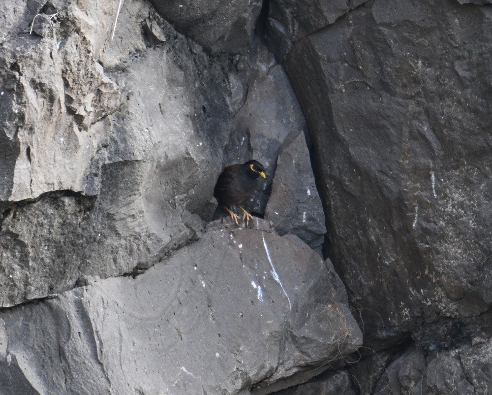Common Myna - ML642234842