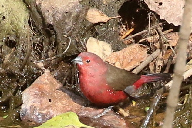 African Firefinch - ML642234865