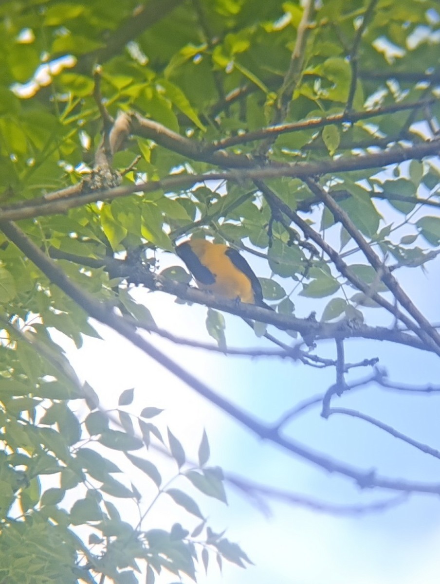 Turpial Dorsidorado - ML642234867