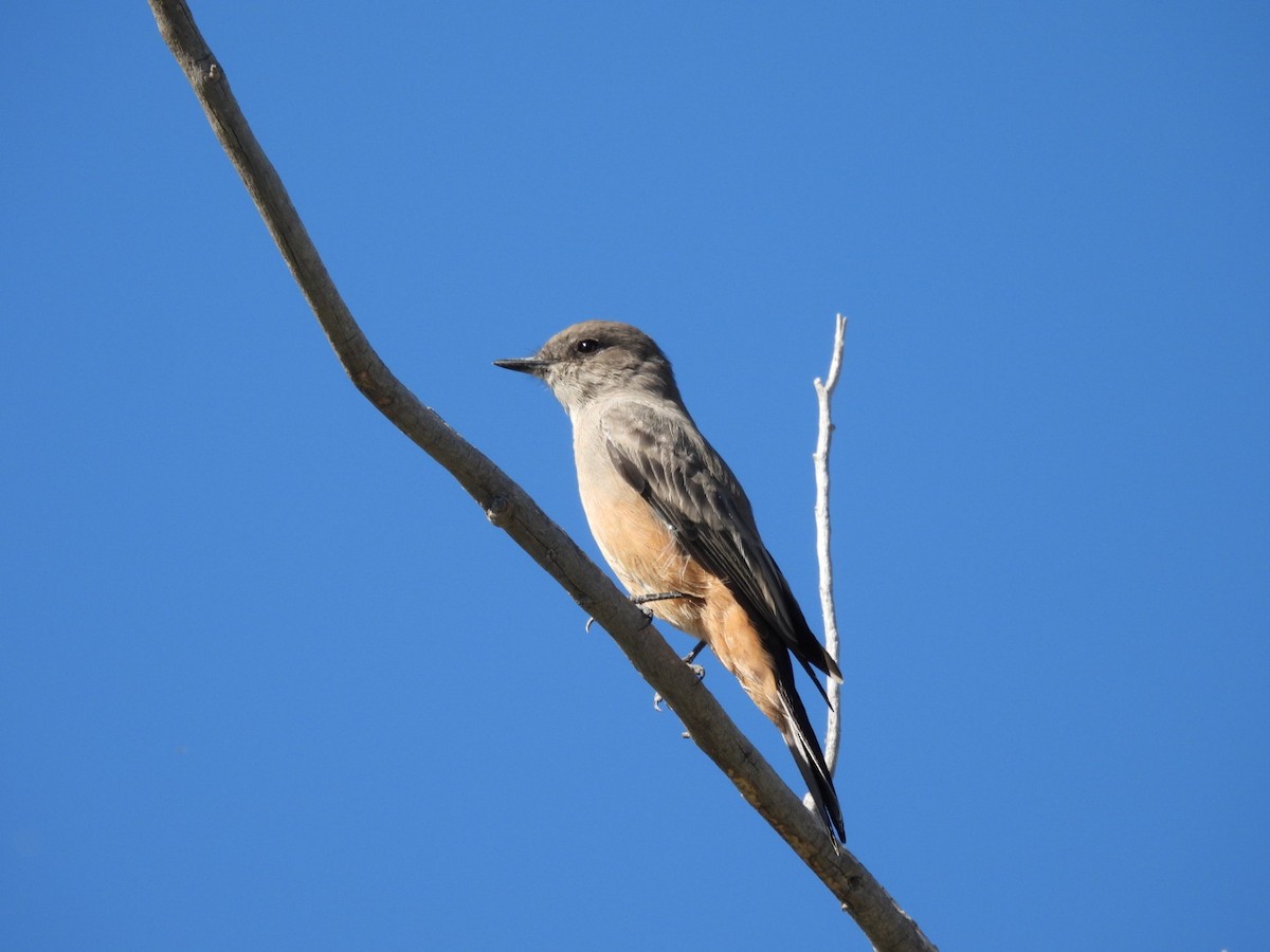 Say's Phoebe - ML642234870