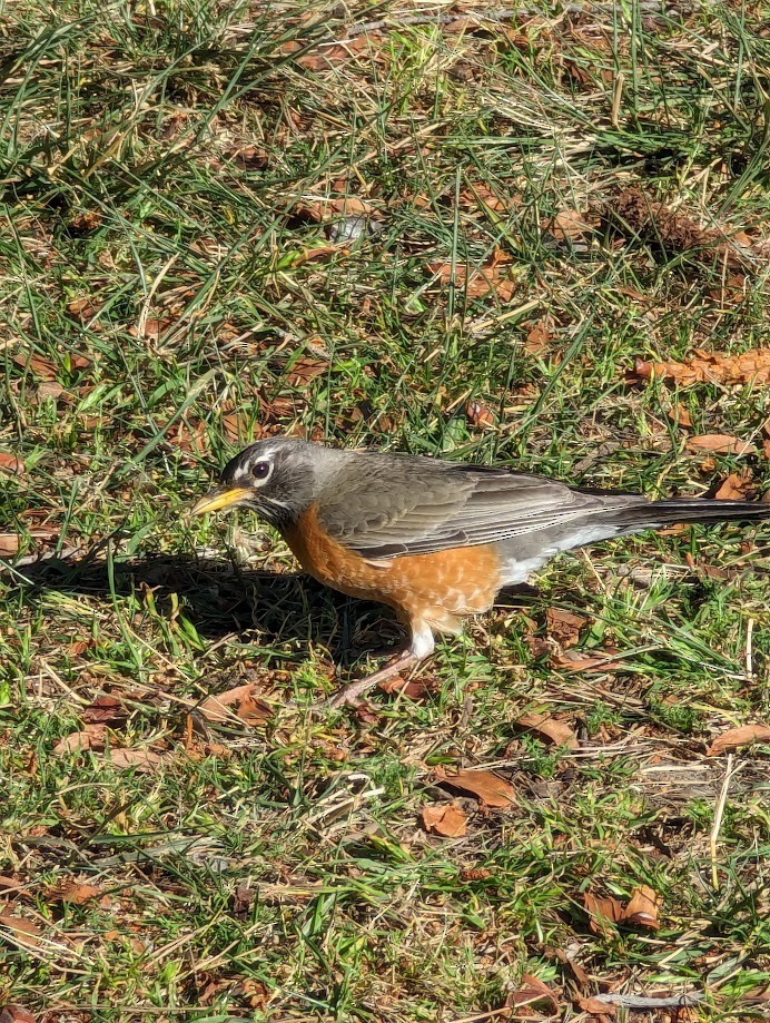 American Robin - ML642234872