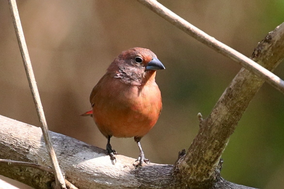 Jameson's Firefinch - ML642234873