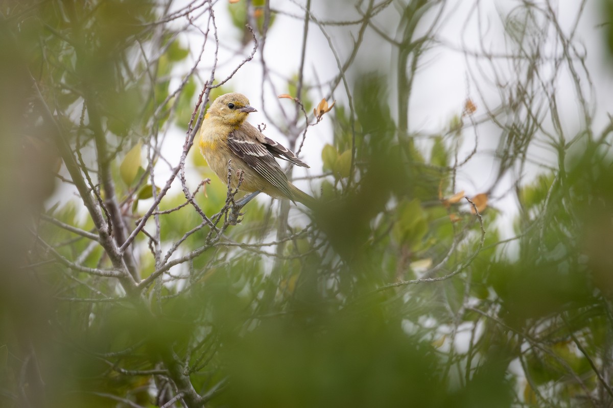 Hooded Oriole (nelsoni Group) - ML642234879