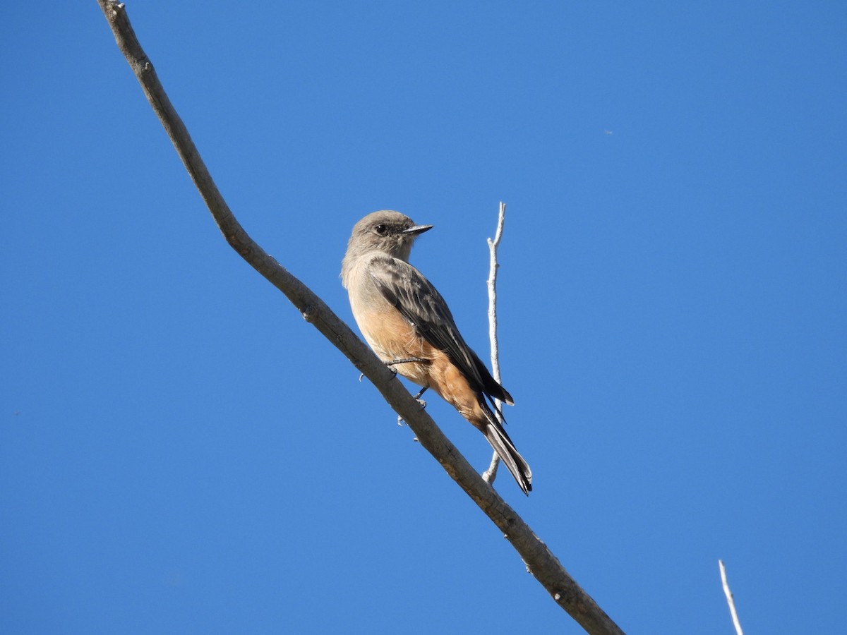 Say's Phoebe - ML642234884