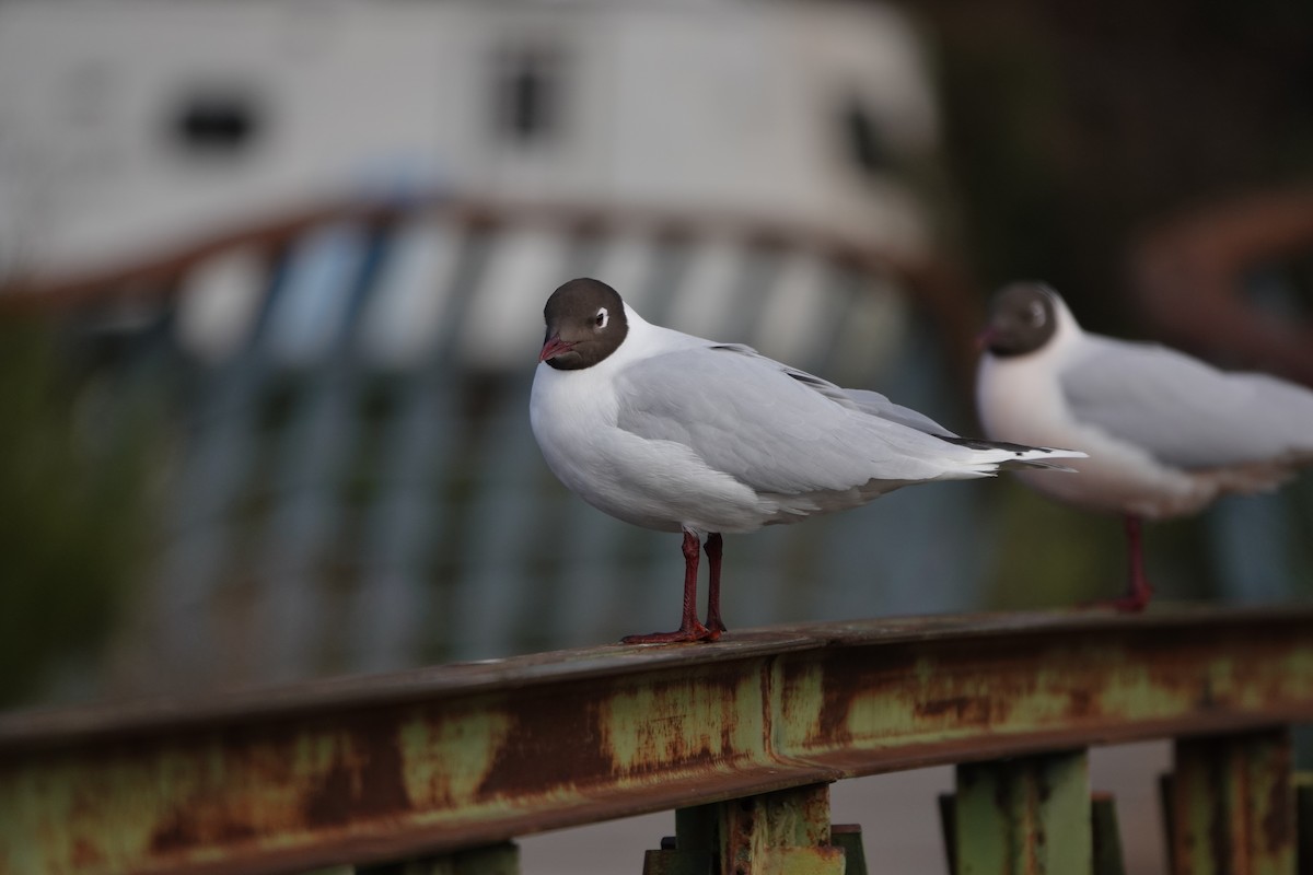 Brown-hooded Gull - ML642234903