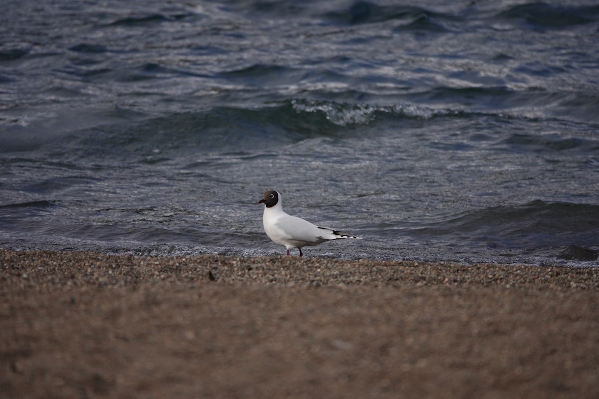 Brown-hooded Gull - ML642234915