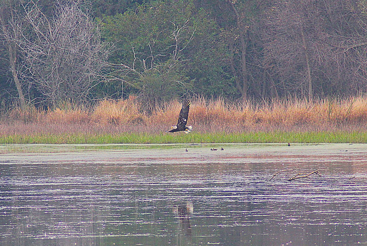 Bald Eagle - ML642234941