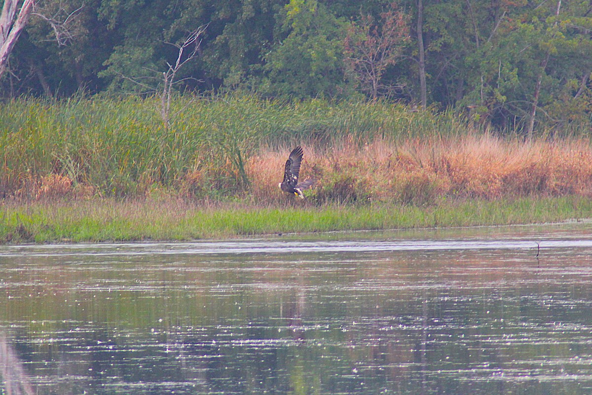 Bald Eagle - ML642234942