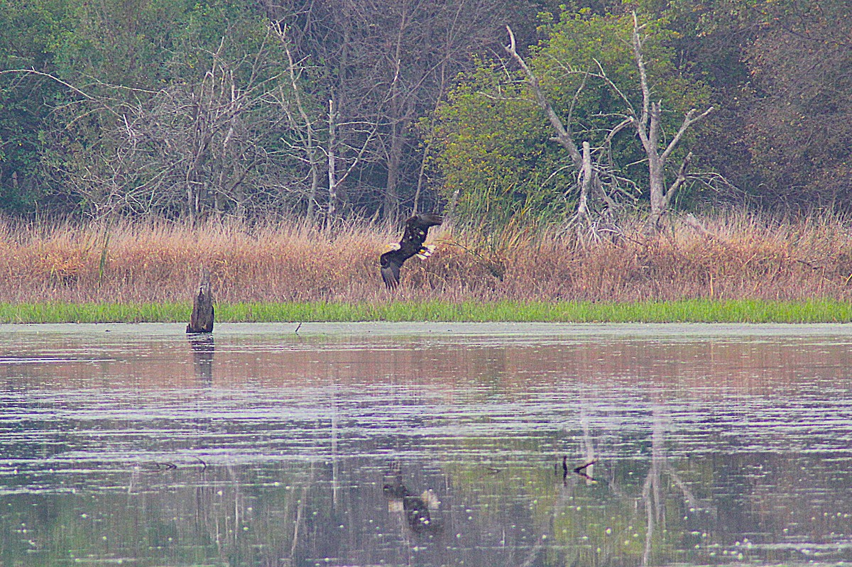 Bald Eagle - ML642234943