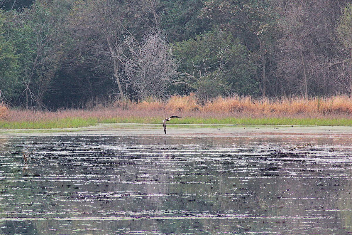 Bald Eagle - ML642234944