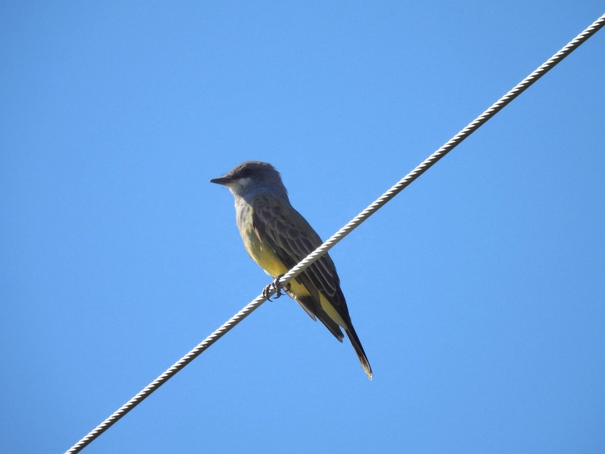 Cassin's Kingbird - ML642234974