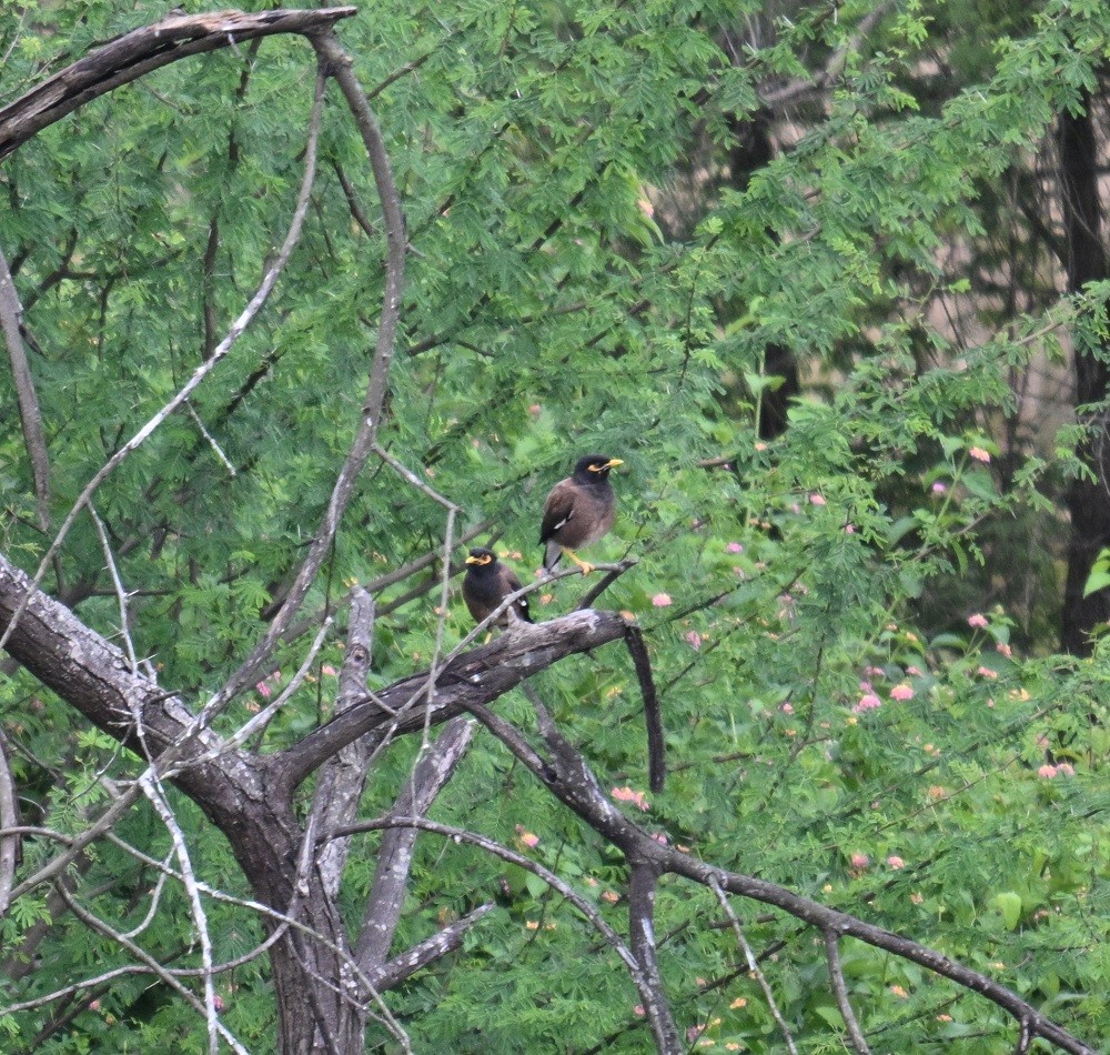 Common Myna - ML642234993