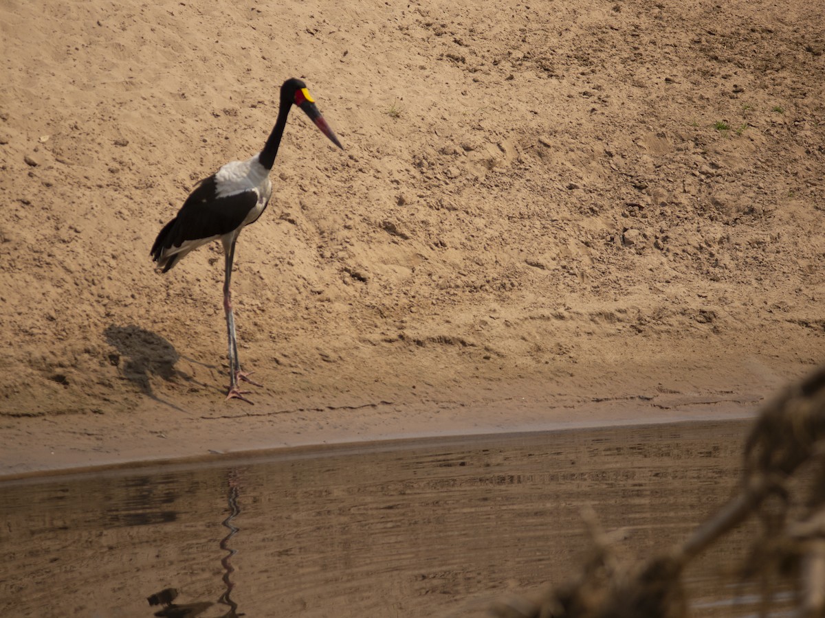 Sattelstorch - ML642235019