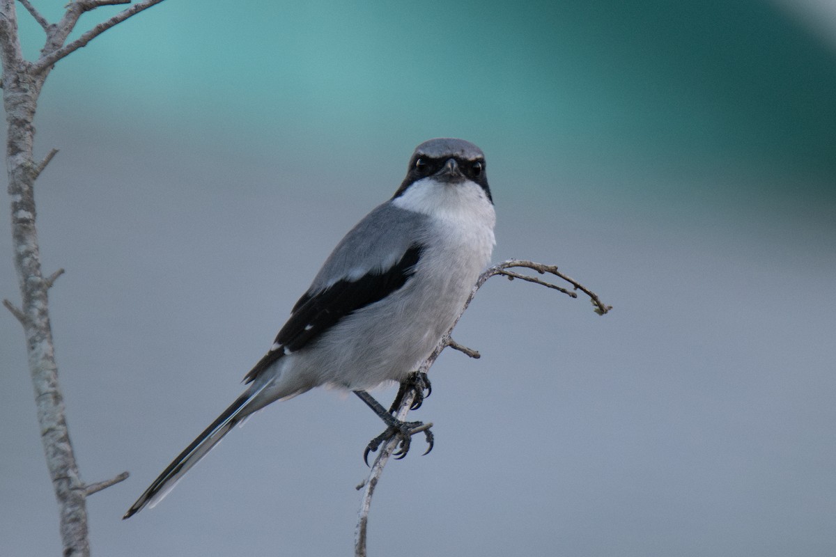Pie-grièche migratrice - ML642235036