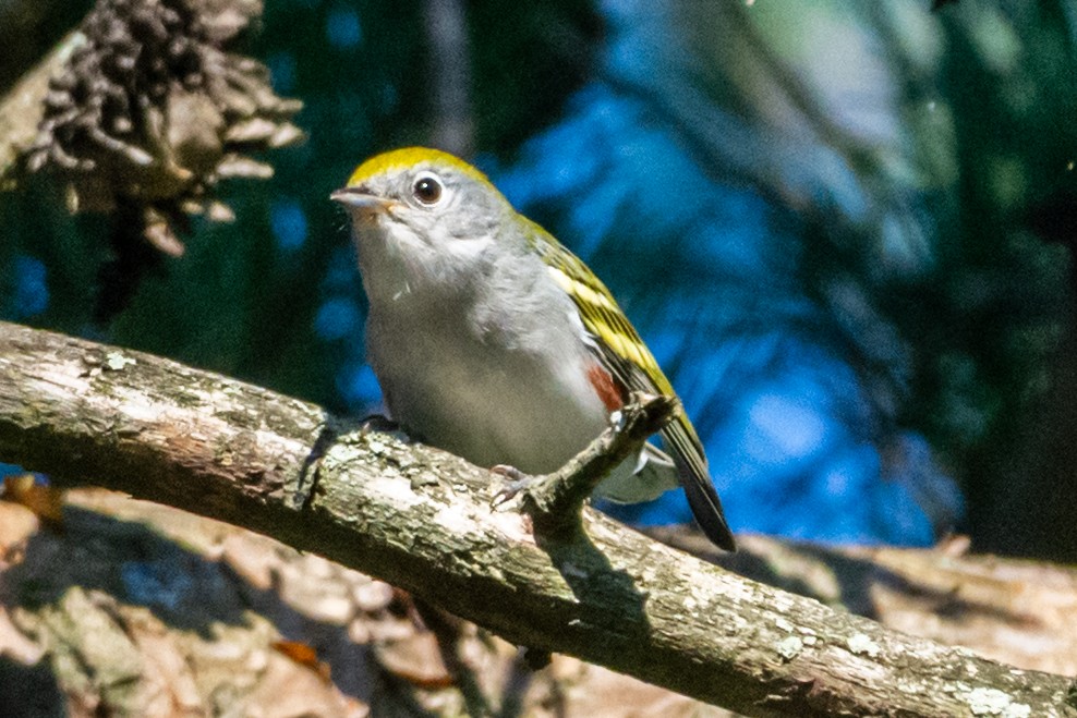 Chestnut-sided Warbler - ML642235047
