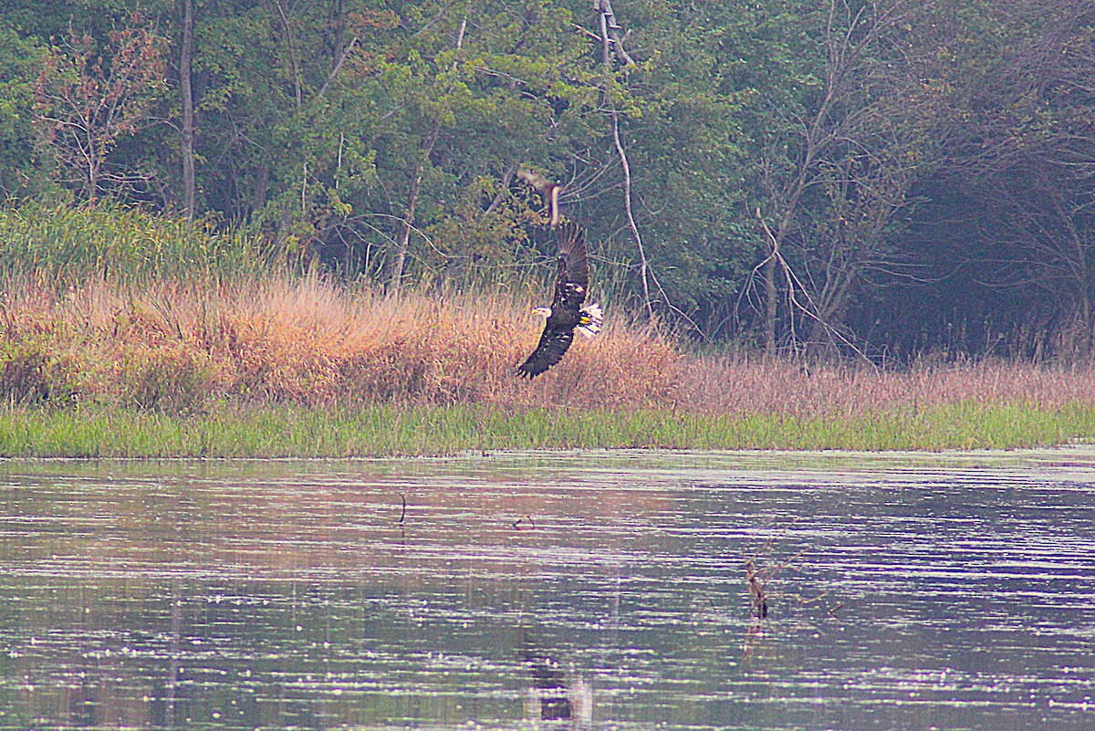 Bald Eagle - ML642235051