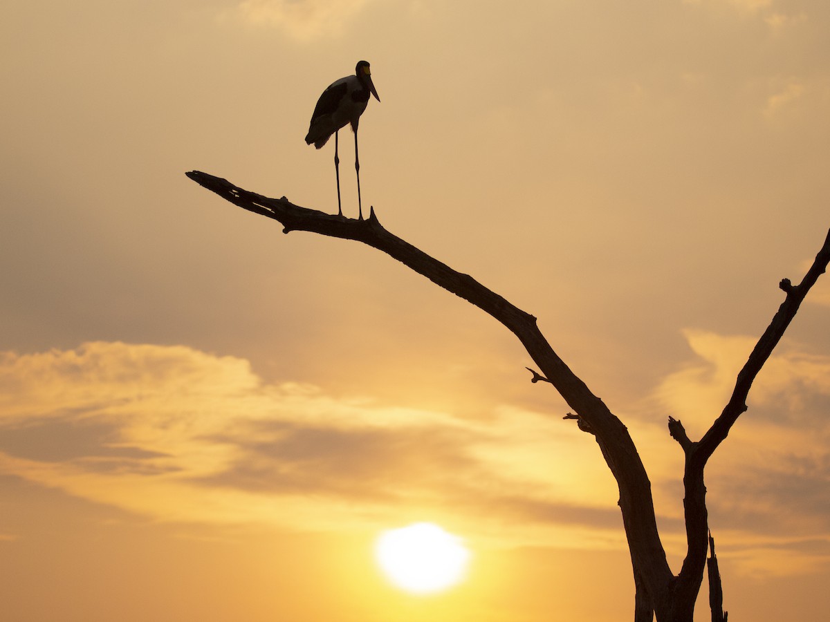 Sattelstorch - ML642235056