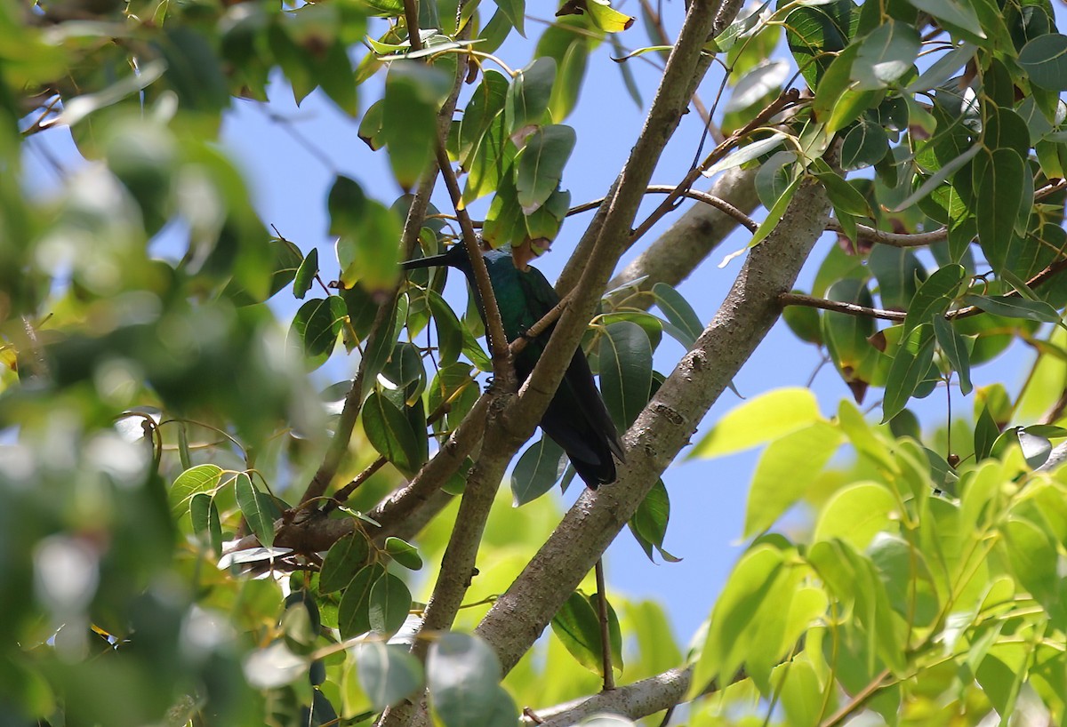 Puerto Rican Mango - ML642235067