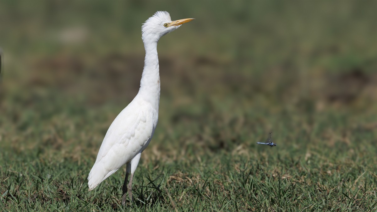 Western Cattle-Egret - ML642235103