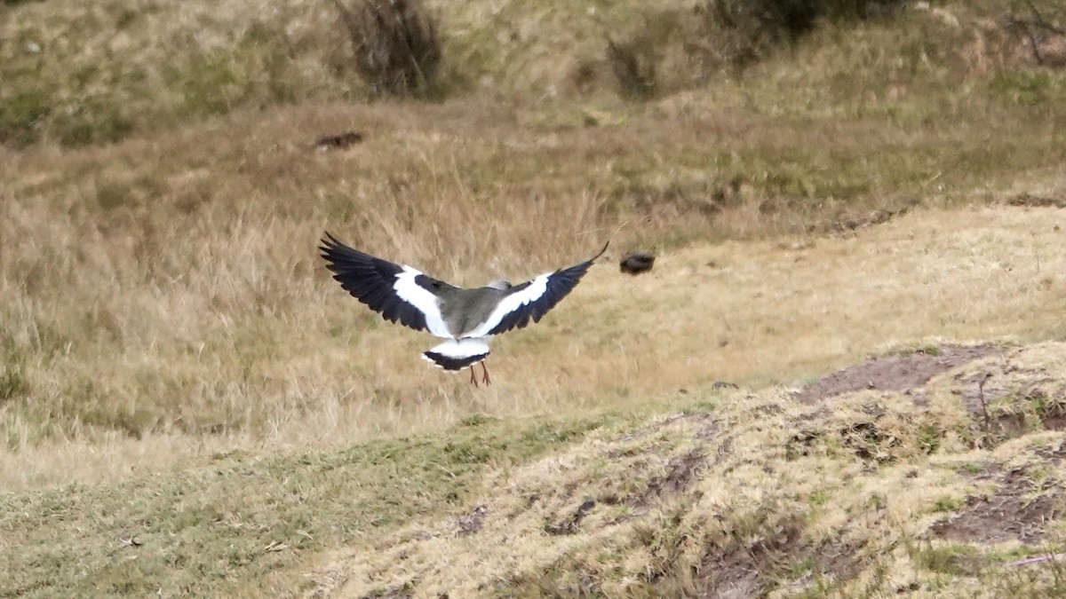 Andean Lapwing - ML642235123