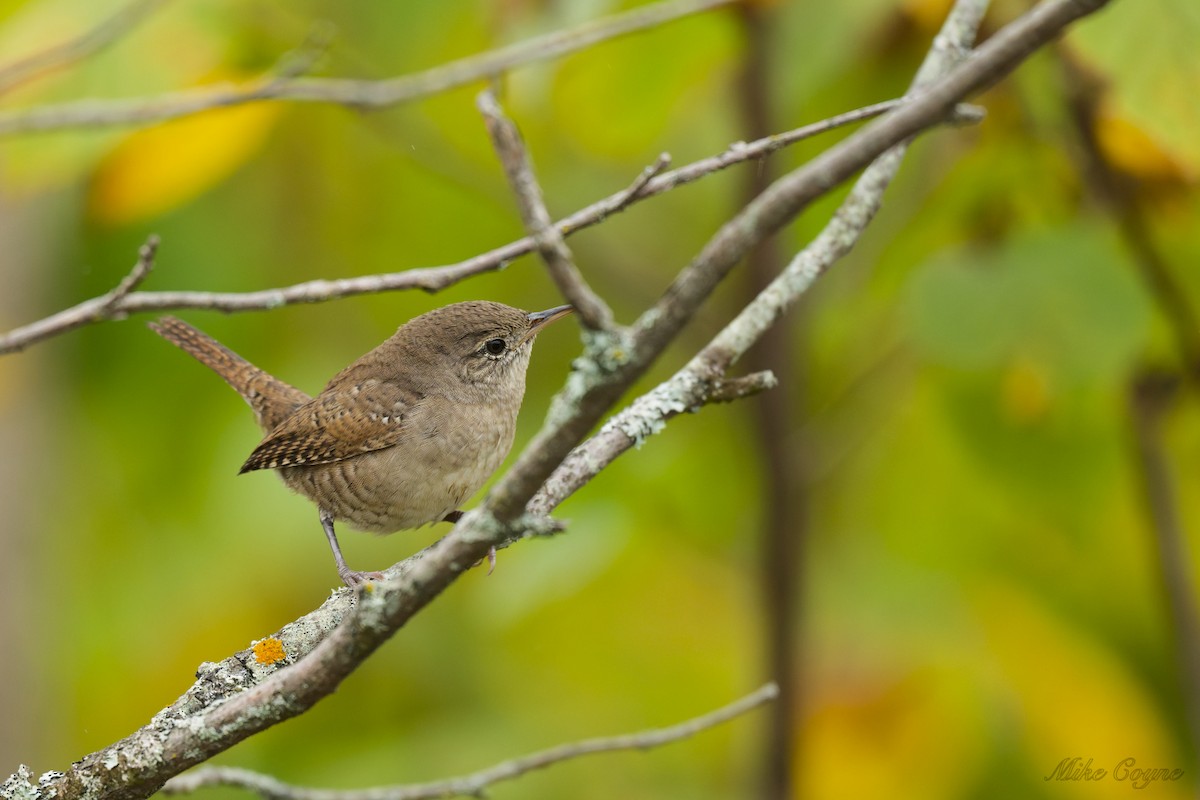 Northern House Wren - ML642235133